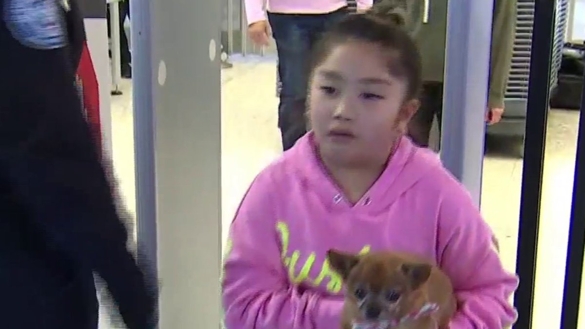 If You Are Taking Your Pet on A Plane, the TSA Has Advice NBC Bay Area