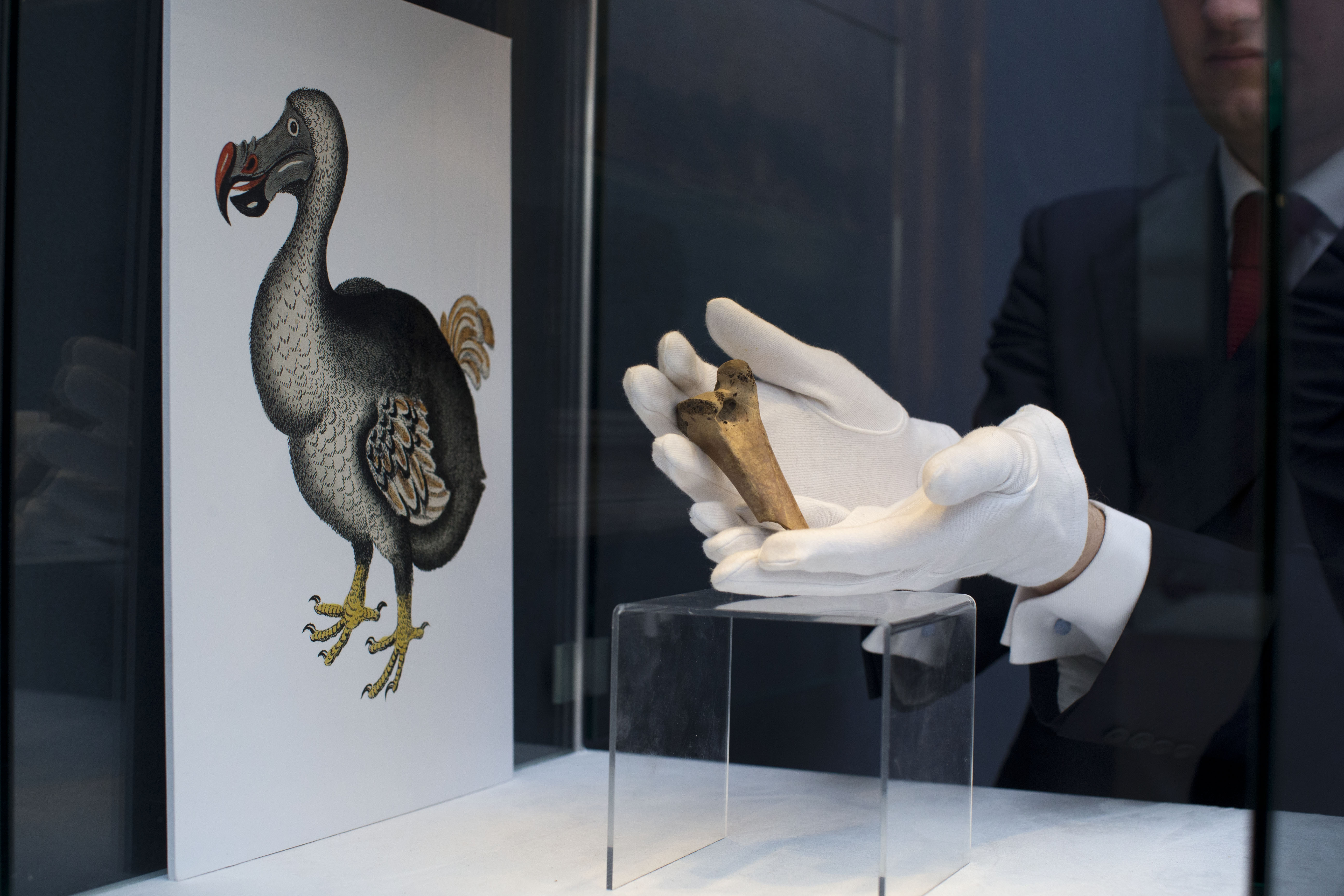 This Company Wants to Bring the Dodo Back From Extinction