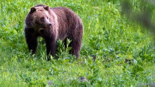 FILE – In this July 6, 2011, file photo, a grizzly bear roams near Beaver Lake in Yellowstone National Park, Wyo. The Biden administration on Friday, Feb.3, 2023, took a first step toward ending federal protections for grizzly bears in the northern Rocky Mountains, which would open the door to future hunting in several states. (AP Photo/Jim Urquhart, File)