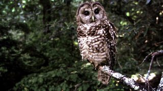 A northern spotted owl sits on a branch in Point Reyes, Calif., in June 1995.
