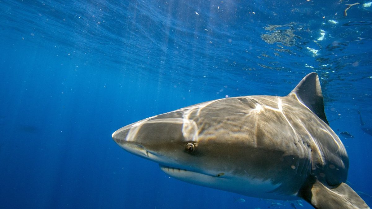 Florida Still World's Shark Bite Capital: How Many Happened in 2022? – NBC Bay Area - Vimarsana News