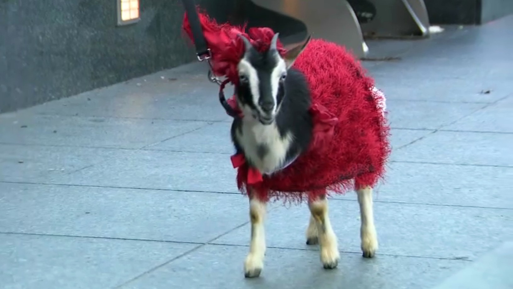 Goats Star in Special Valentine s Day Fashion Show in San Francisco