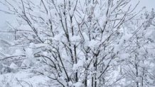 Tree covered in snow in Lake County. (Feb. 24, 2023)