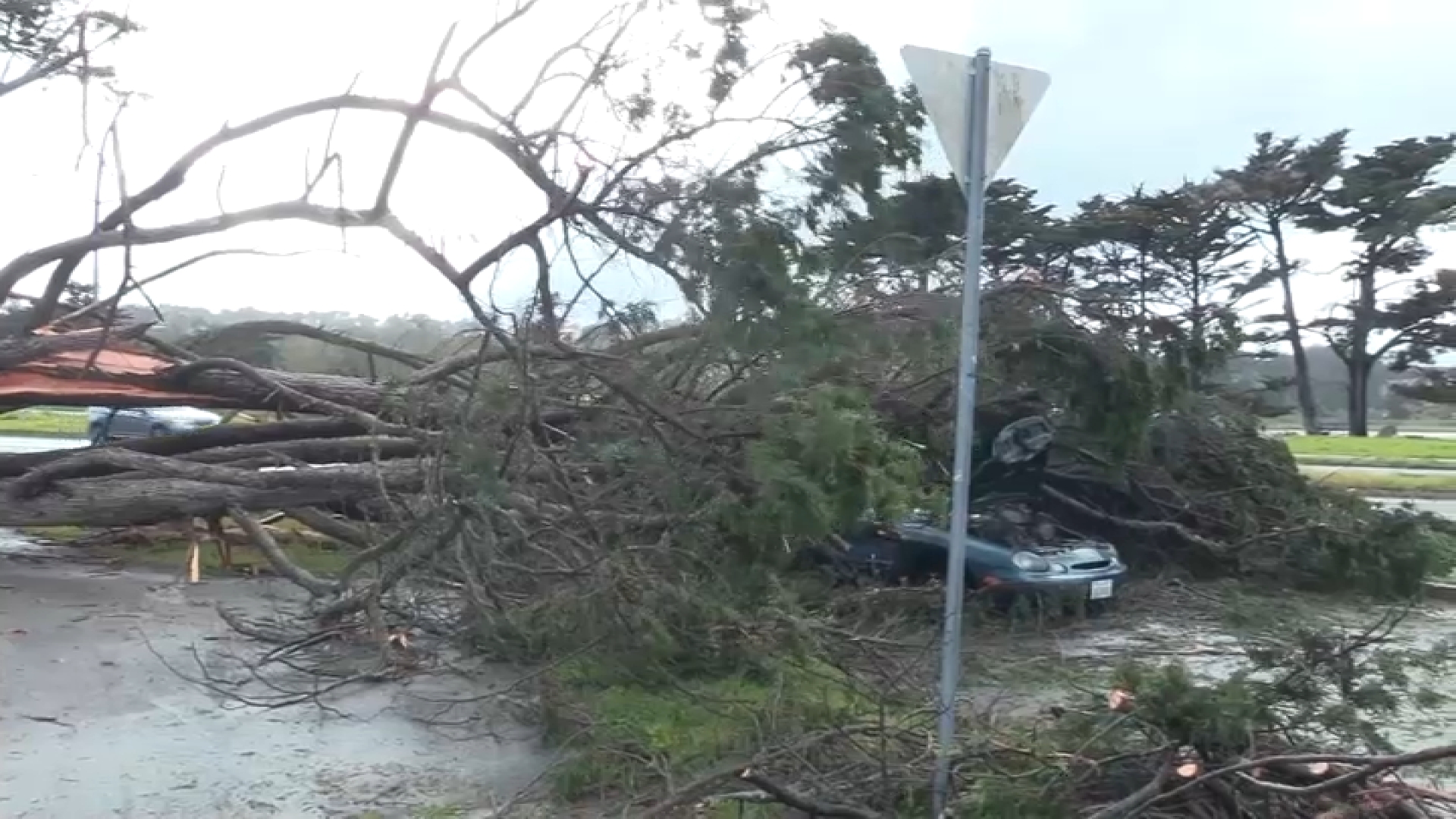 Bay Area Storm-Related Problems: Fallen Trees, Power Outages, Road ...