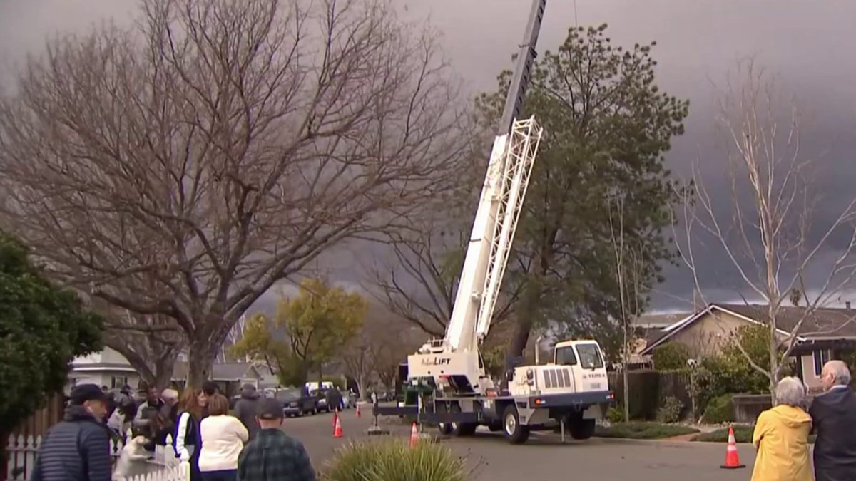 Neighbors Ban Together to Save San Jose Home From Leaning Tree - Vimarsana News