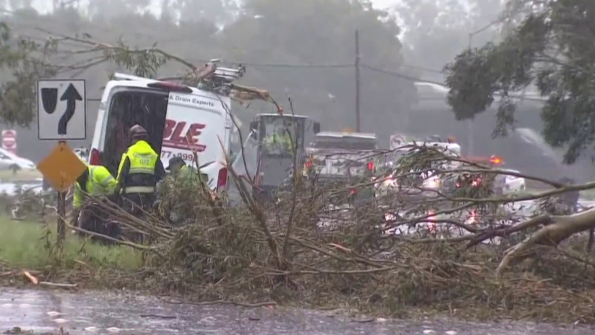 Driver Killed After Tree Falls on Van in San Mateo County – NBC Bay Area