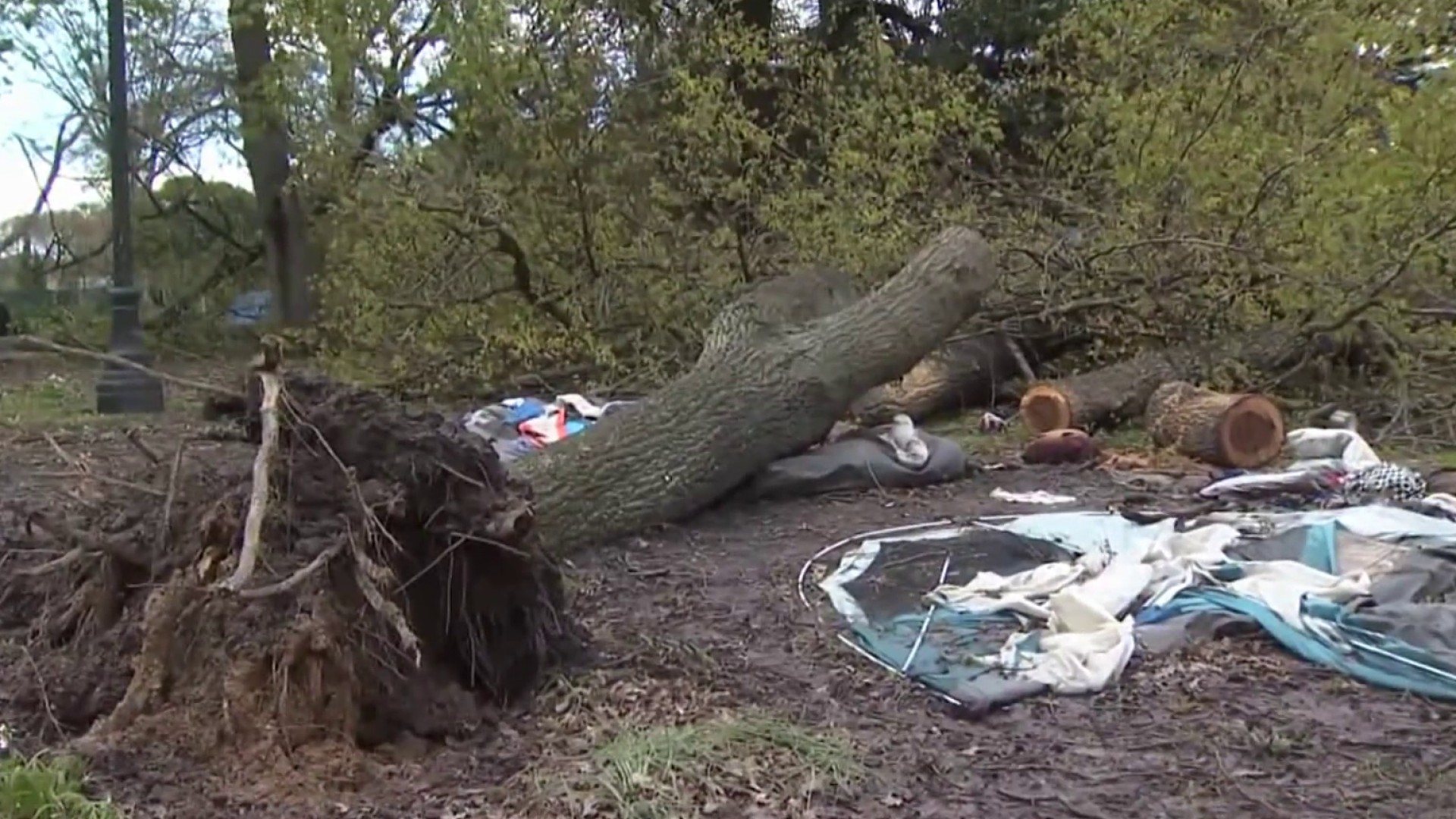 Man Dies After Tree Falls In Lake Merritt – NBC Bay Area