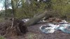 Man Dies After Tree Falls Onto Tent in Oakland's Lake Merritt