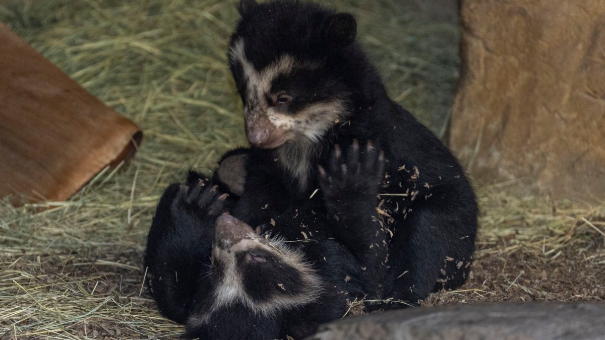 San Diego Zoo Welcomes Twin Andean Bear Cubs – NBC Bay Area - Vimarsana News