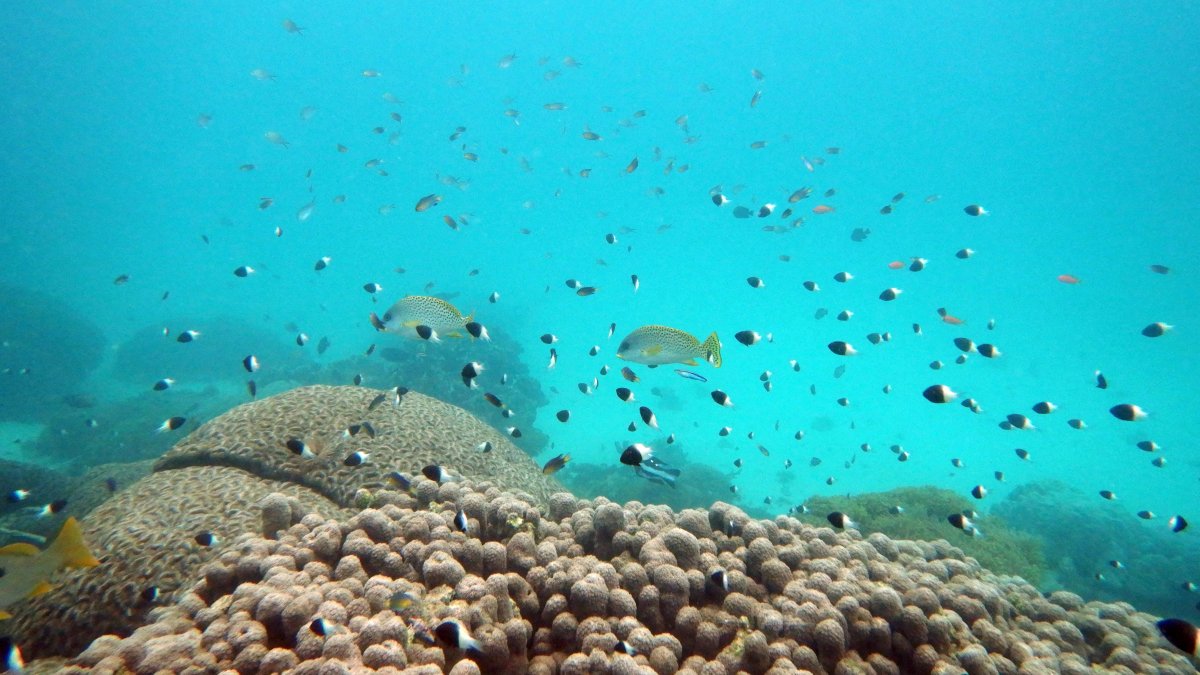 U.N. Creates Treaty to Protect Marine Life on High Seas – NBC Bay Area - Vimarsana News