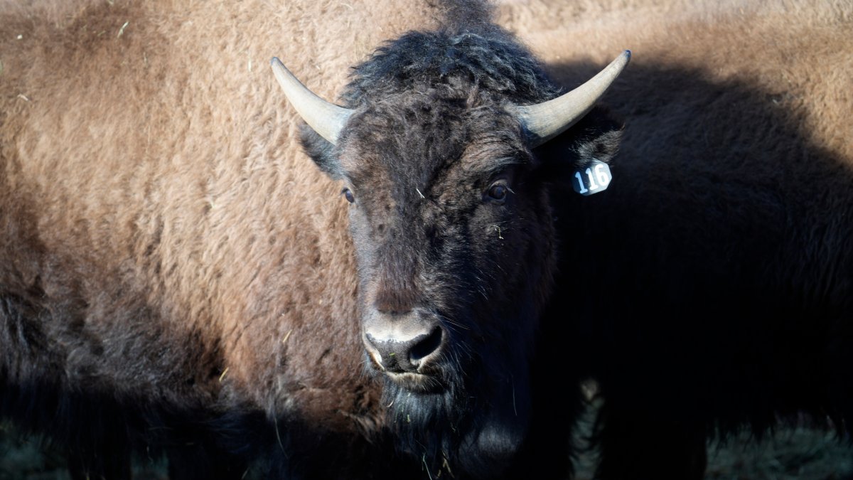 US Reintroduces Bisons to Native Lands in Oklahoma, Colorado NBC Bay Area