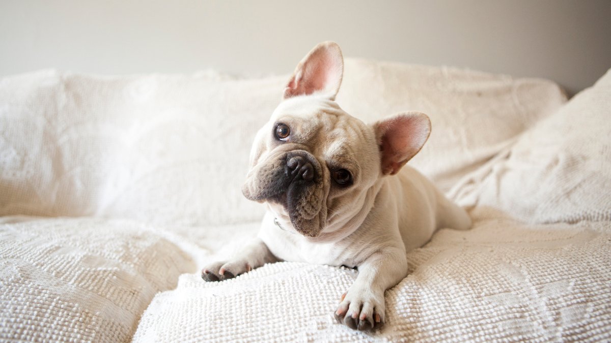 America Kennel Club Announces Most Popular Dog Breed in US – NBC Bay Area - Vimarsana News