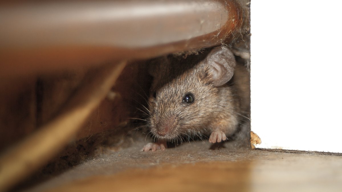Rain, Cold Temps Cause Pests, Rodents to flood East Bay Homes – NBC Bay Area - Vimarsana News