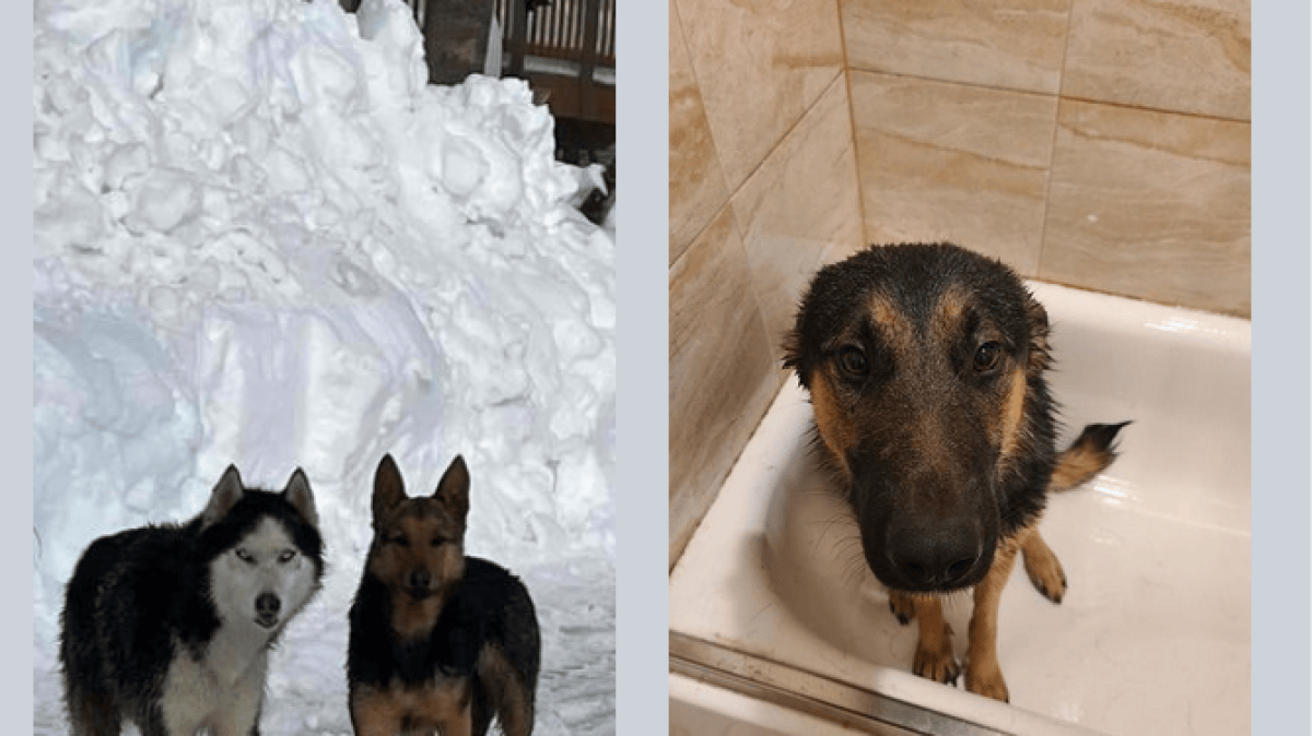 Two Dogs Rescued From Snowy Rooftop in San Bernardino County – NBC Bay Area