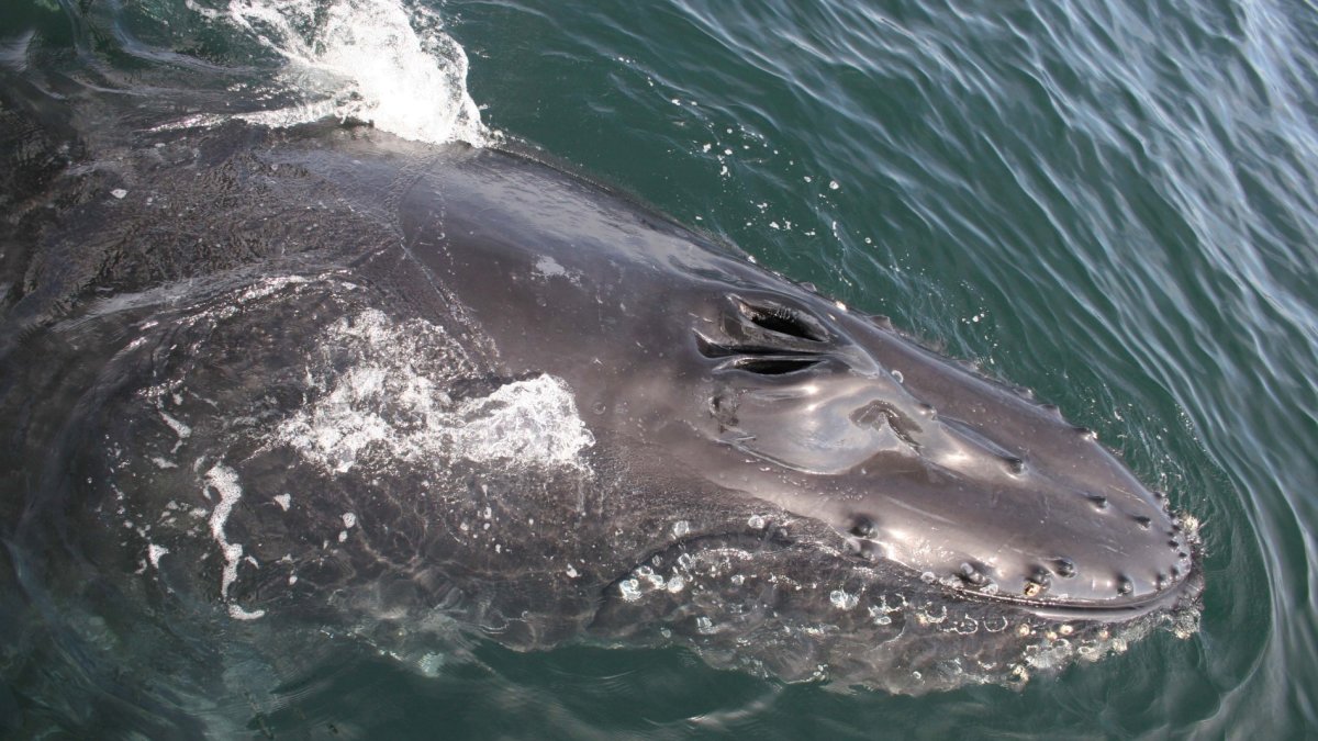 Whales reign during this oh-so-Monterey fest; the lighthearted 'Abalone Races' are also back – NBC Bay Area - Vimarsana News