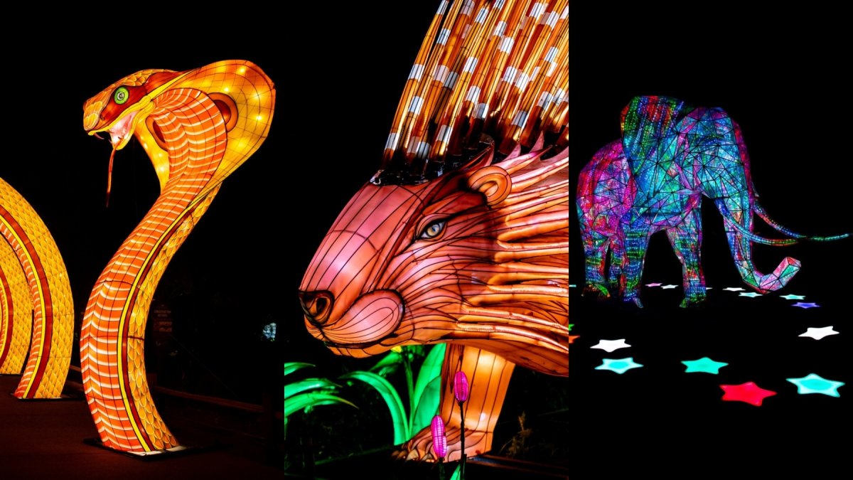 A sparkly sign of spring: The return of 'Glow in the Park' at The Living Desert – NBC Bay Area - Vimarsana News