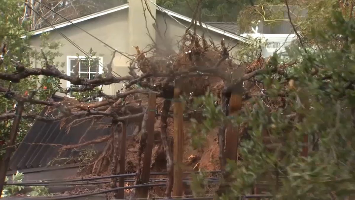 100-Foot-Tree Falls on Saratoga Home, Takes Down Power Lines - Vimarsana News