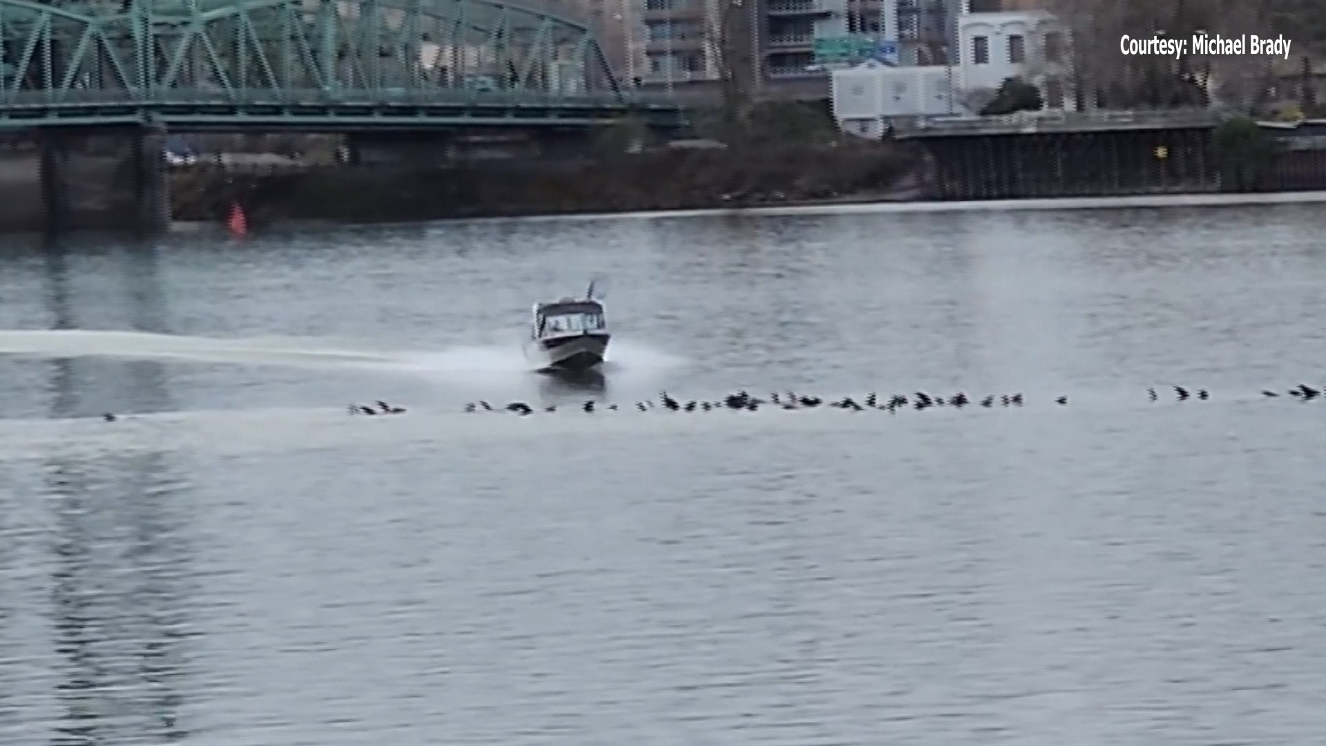 Arp, arp, arp. Sea lions still hanging around Pier 39 — 30 years later