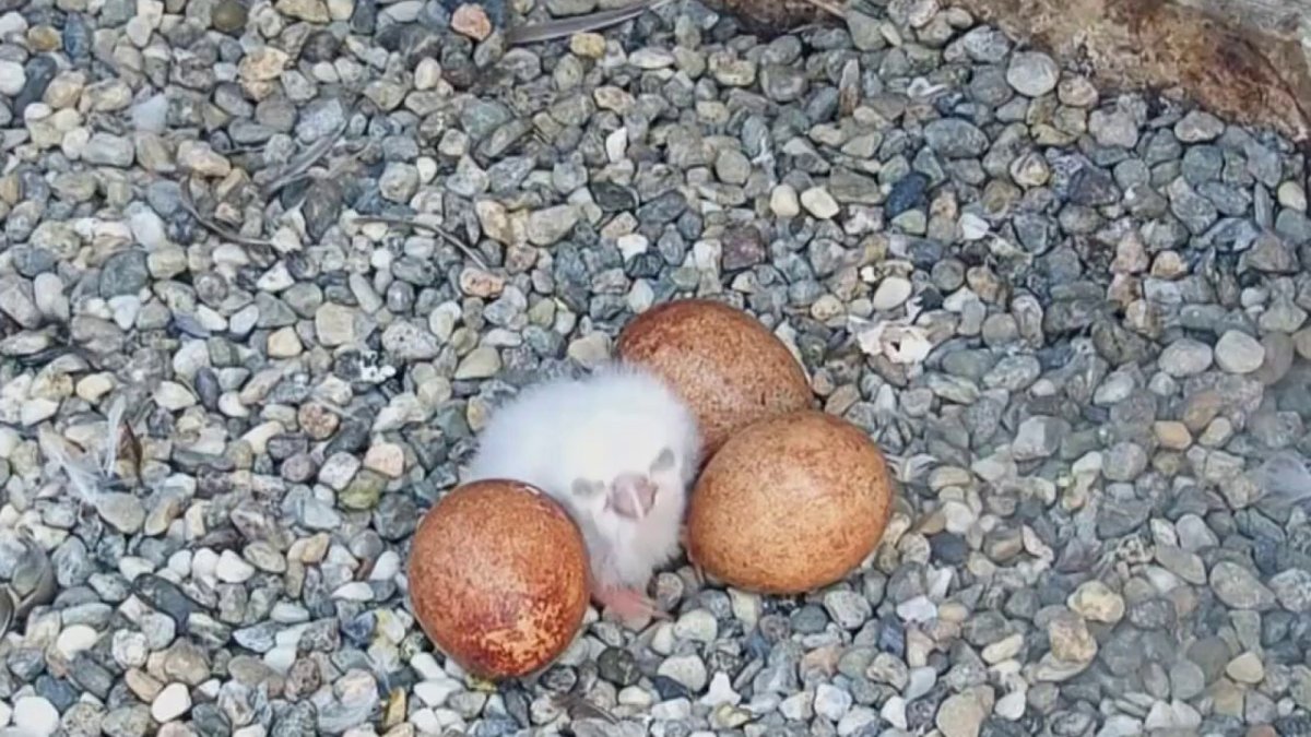 New Peregrine Falcon Chicks at UC Berkeley – NBC Bay Area - Vimarsana News