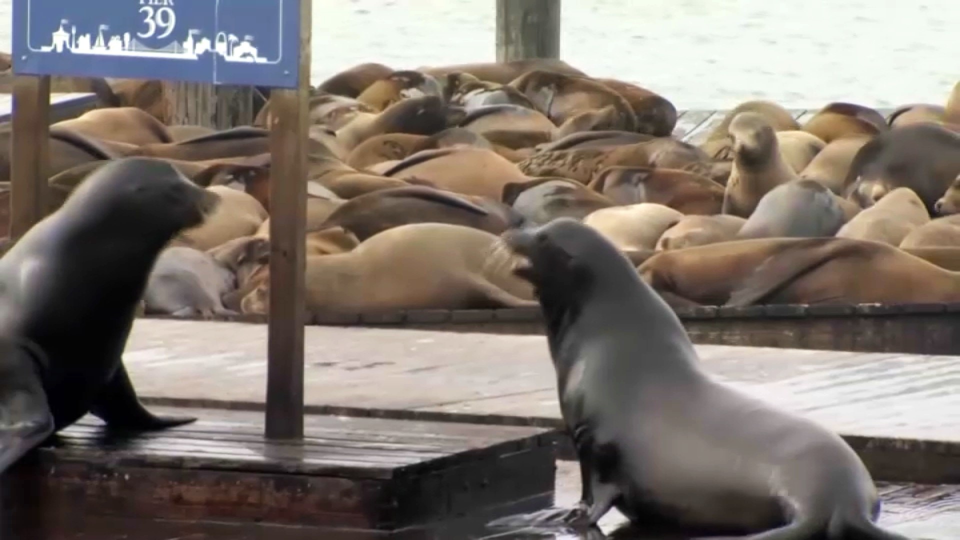 Viral Video Appears to Show Man Harass Sea Lions in San Francisco