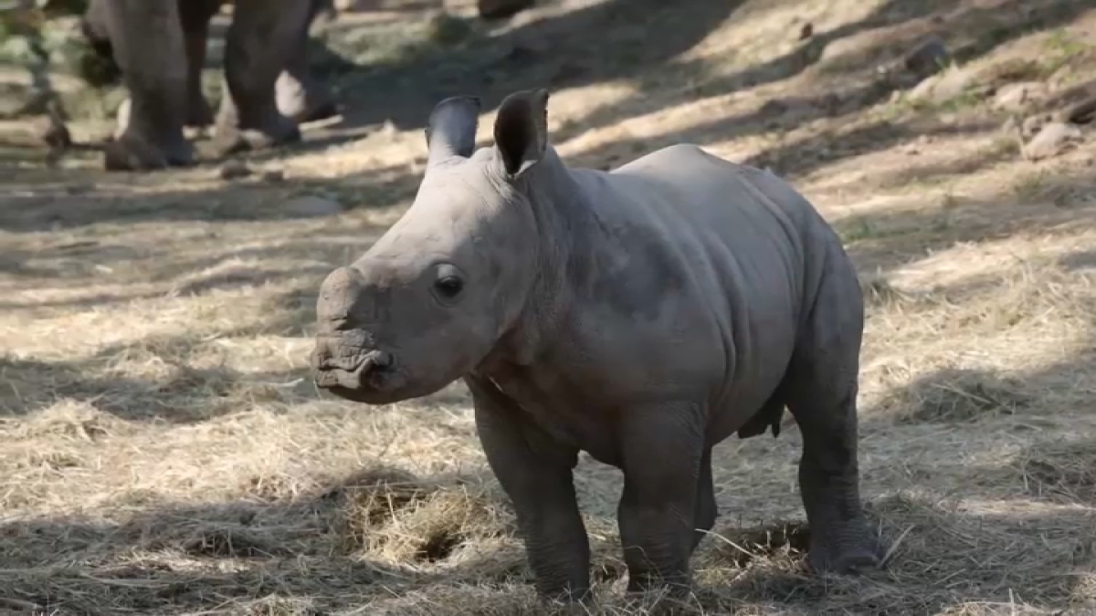 baby rhino