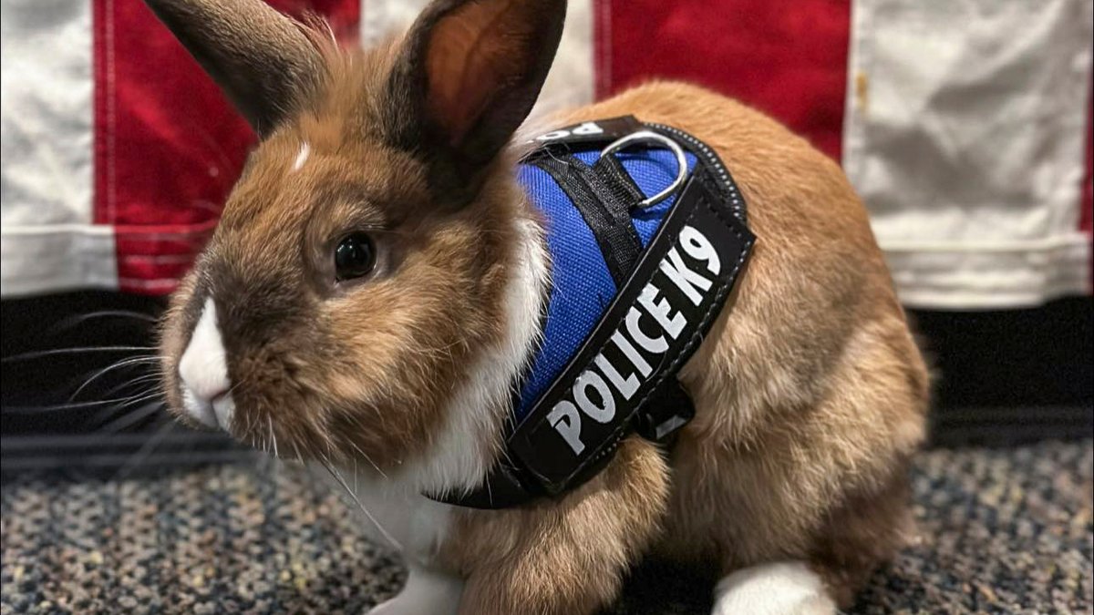 California Police Department Hires Bunny as Officer – NBC Bay Area - Vimarsana News