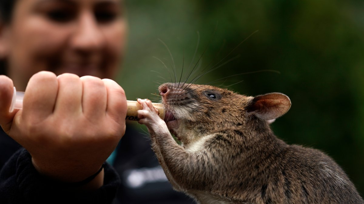 Rat Ambassadors Show Off Abilities to Help Humans, Wildlife – NBC Bay Area