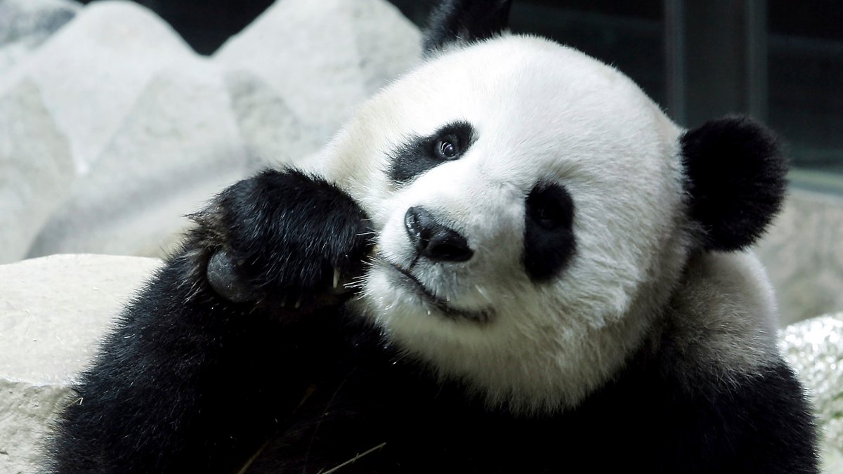 Giant Panda Lin Hui Dies in Thailand – NBC Bay Area - Vimarsana News