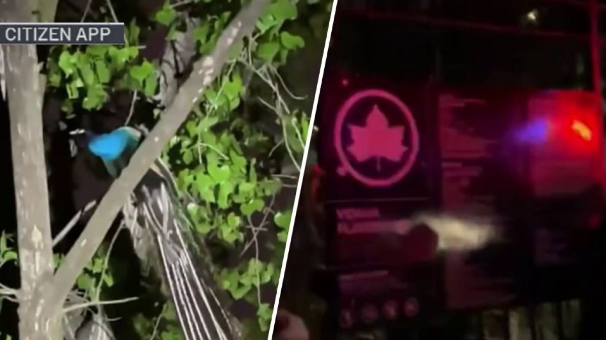 Bronx Zoo Peacock Returns After Escape, NYC Attack – NBC Bay Area - Vimarsana News