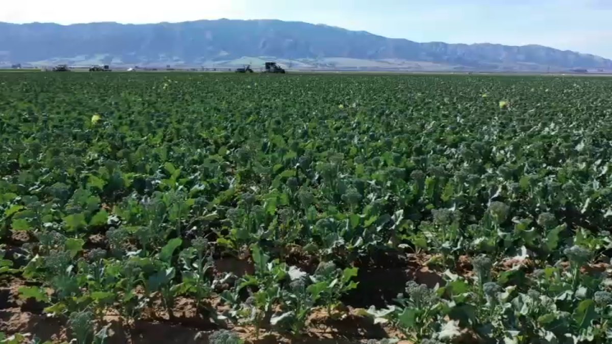 Stressed Plants Make Ultrasonic Clicking Noises Study NBC Bay Area