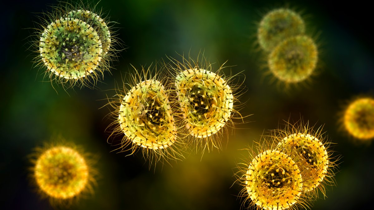 A Look at Bacterial Meningitis After Teacher's Death – NBC Bay Area - Vimarsana News