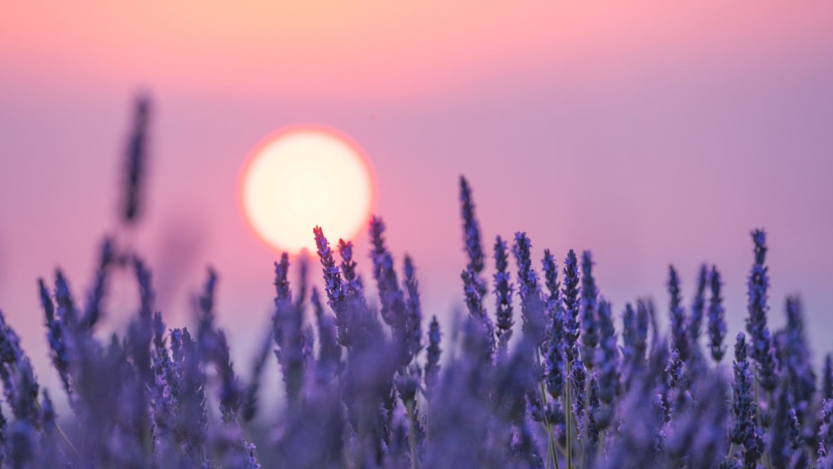 4th july lavender by the bay trip