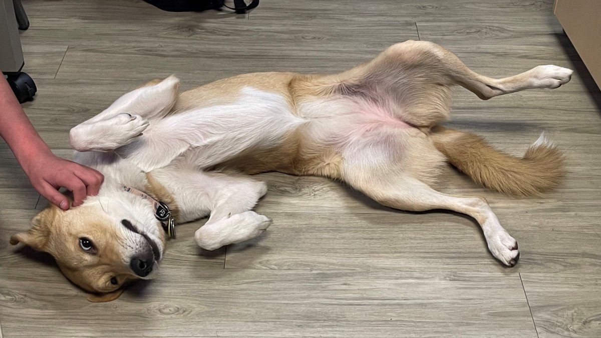 Texas Dog Survives Mistreatment and Becomes Therapy Dog for Kids – NBC Bay Area - Vimarsana News