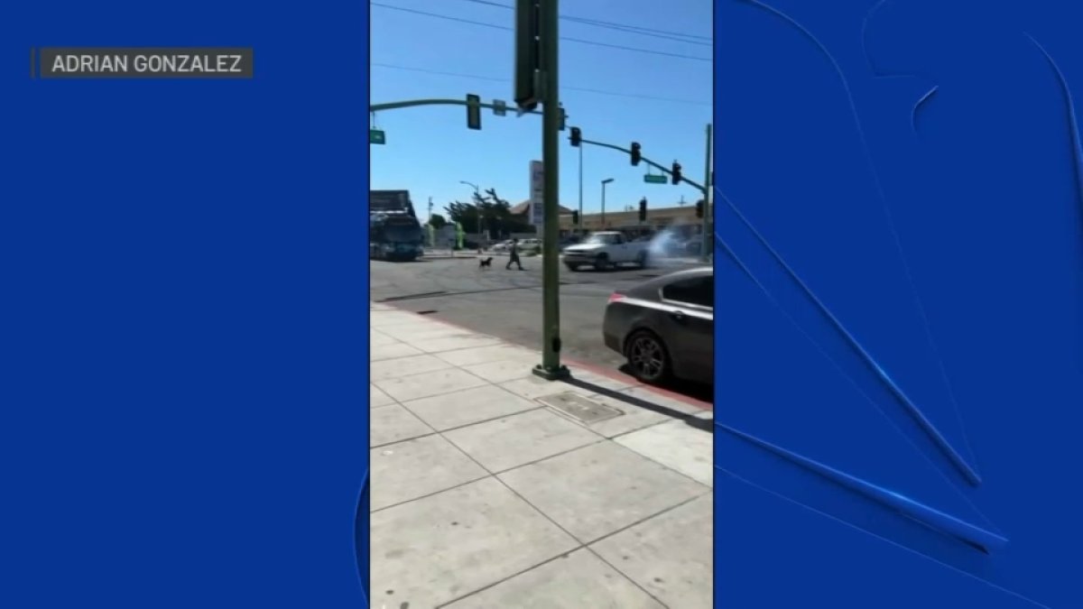Video Shows Dog Walker Hit by Truck During Sideshow in Oakland NBC