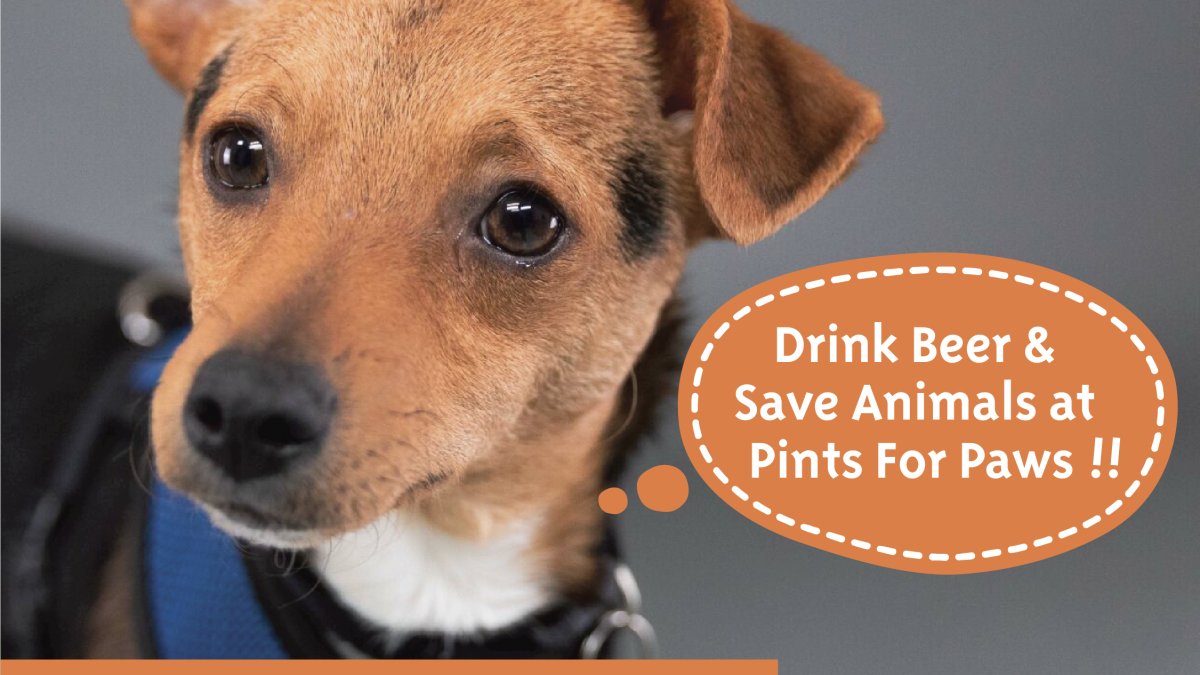 Pints for Paws - Vimarsana News