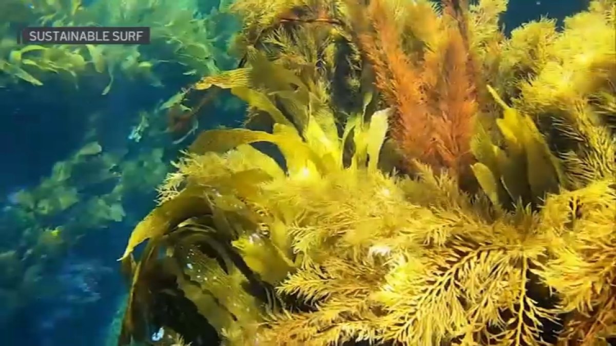 Help Save the Kelp From Rising Ocean Temperatures – NBC Bay Area