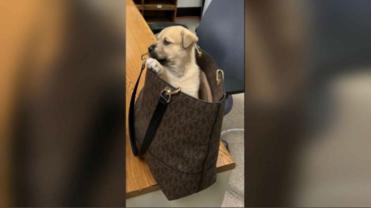 Puppy in Handbag Tossed From Vehicle During LA Chase – NBC Bay Area - Vimarsana News