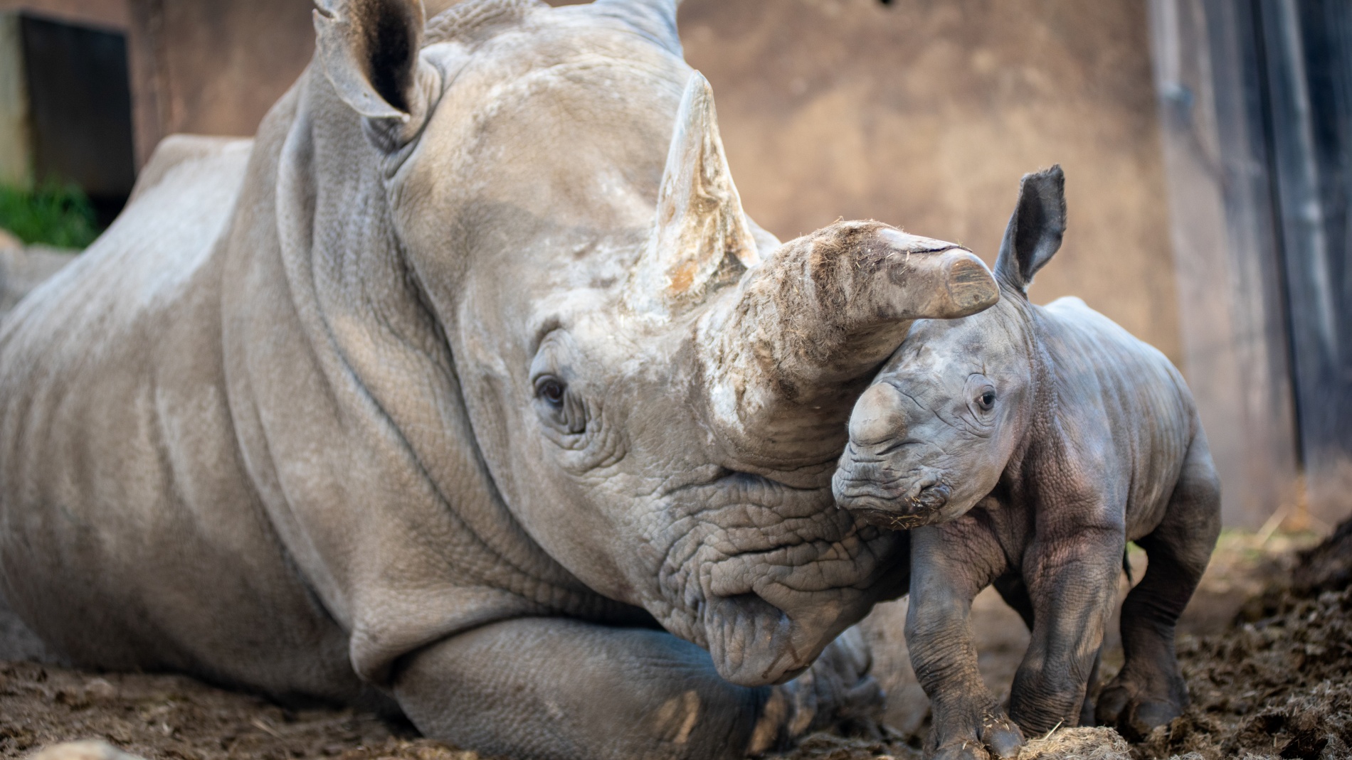 safari west rhino baby