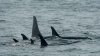 Drone Footage Captures Pod of Orcas Attacking Two Gray Whales in Monterey Bay