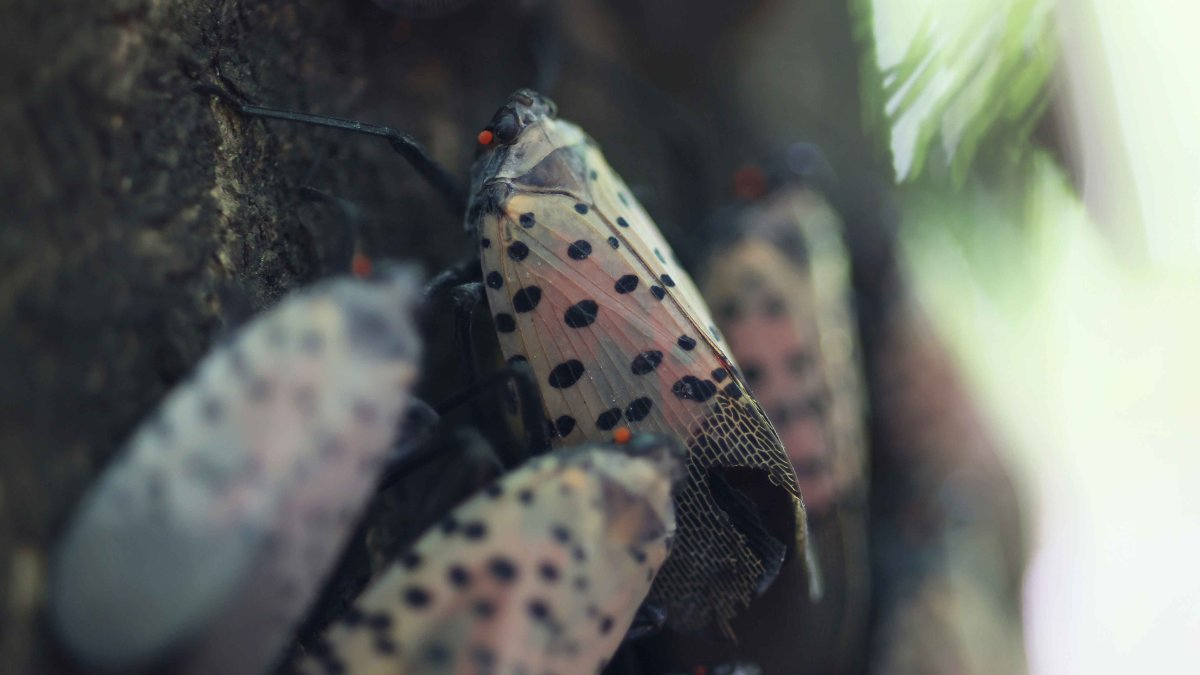 Researchers Using Dogs to Combat Spotted Lanternflies – NBC Bay Area - Vimarsana News