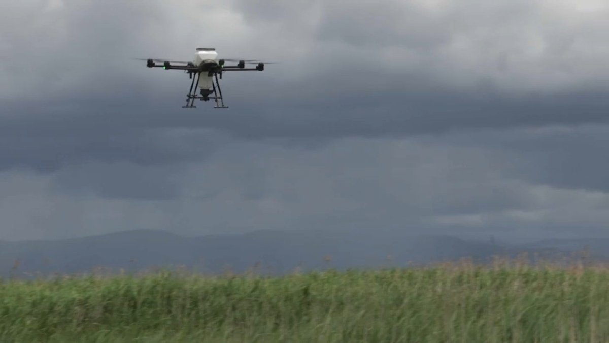 Santa Clara County Deploys New Approach to Kill Mosquitoes – NBC Bay Area