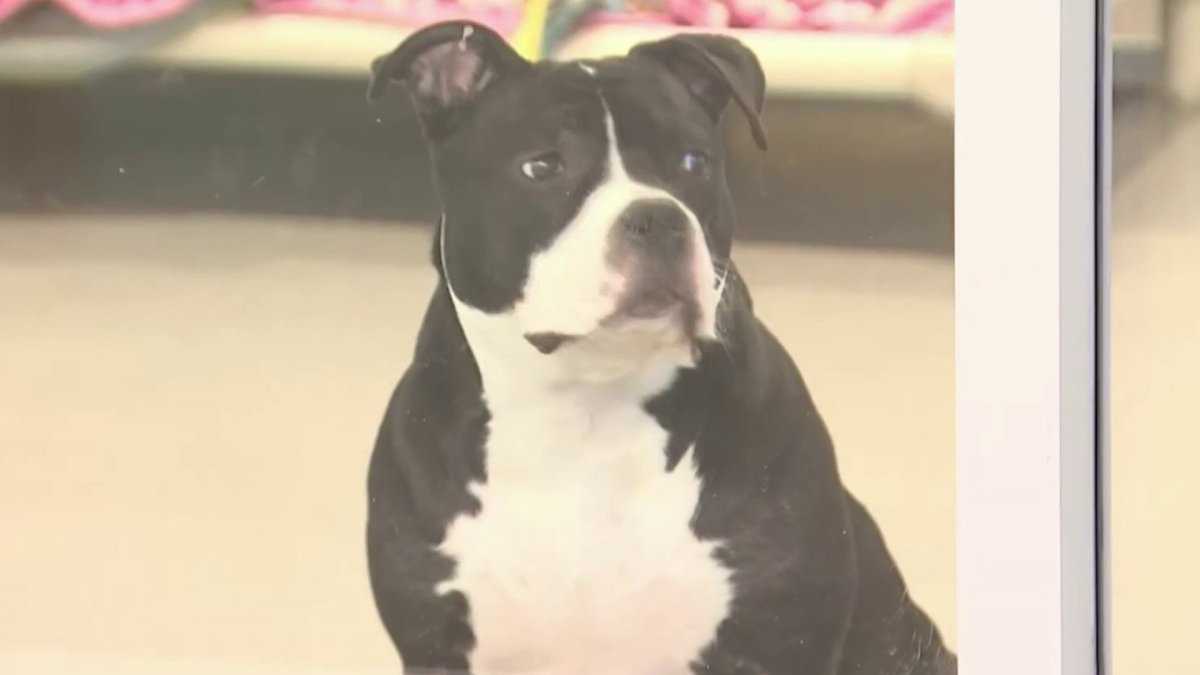 Scammers Targeting People Who Lost Pets - Vimarsana News
