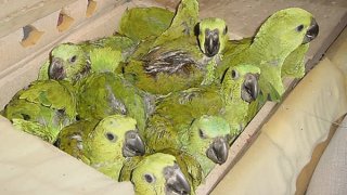 Half-moon conures, a type of parrot from Mexico and Central America.