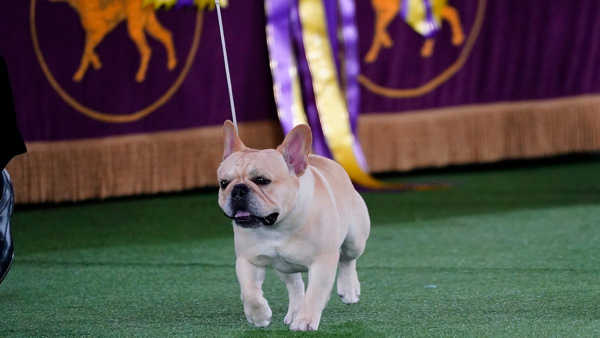 America's Favorite Dog Breed, the Frenchie, Is a Dog-Show Contender – NBC Bay Area - Vimarsana News