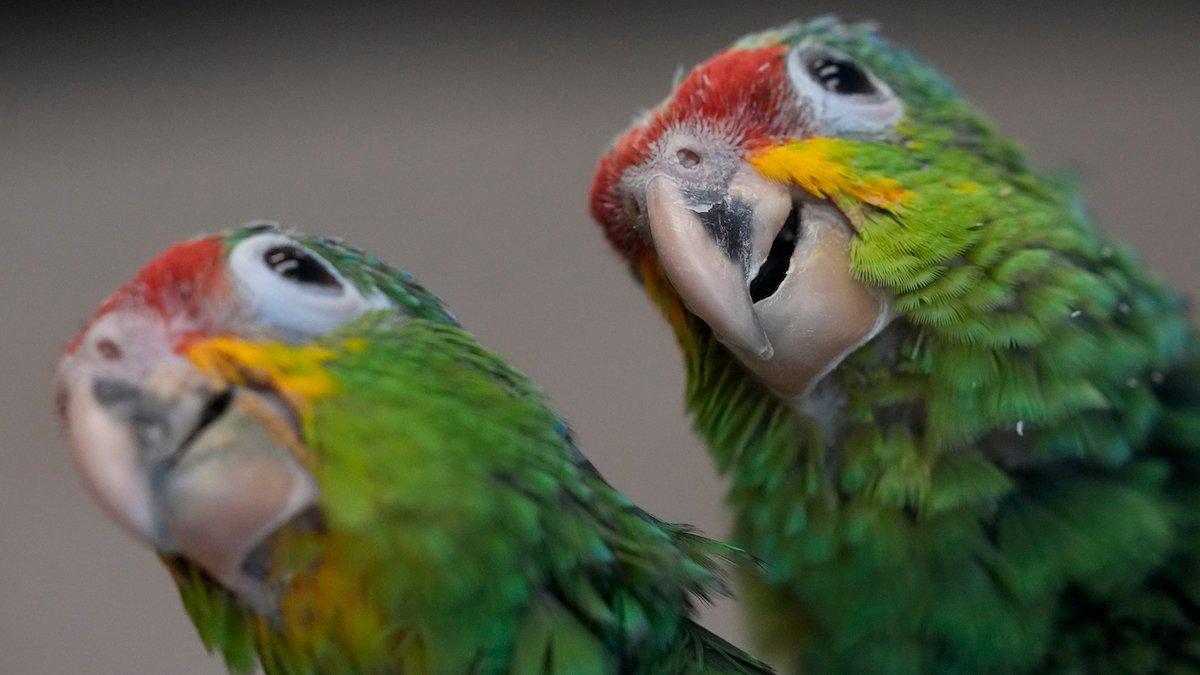 Miami Airport Customs Find Smuggled Parrot Eggs After Hatchlings Chirp – NBC Bay Area - Vimarsana News