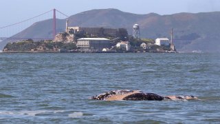 A 39-foot adult male gray whale that spent a record number of days in San Francisco Bay.