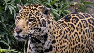 Jaguar transferred from the Sacramento Zoo to San Francisco Zoo & Gardens.