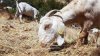 No Kidding: California Overtime Law Threatens Use of Grazing Goats to Prevent Wildfires