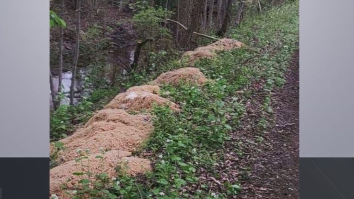 NJ Pasta Dump: Old Bridge Mystery Solved – NBC Bay Area - Vimarsana News