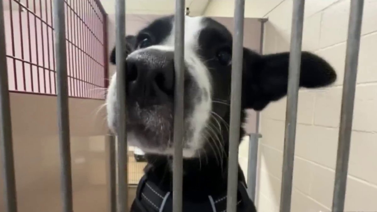 Animal shelters across the Bay Area struggling with overcrowding – NBC